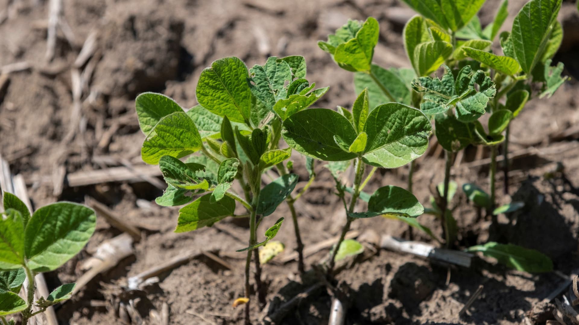 Soybean exports still at risk despite tariff reprieve, Wells Fargo warns