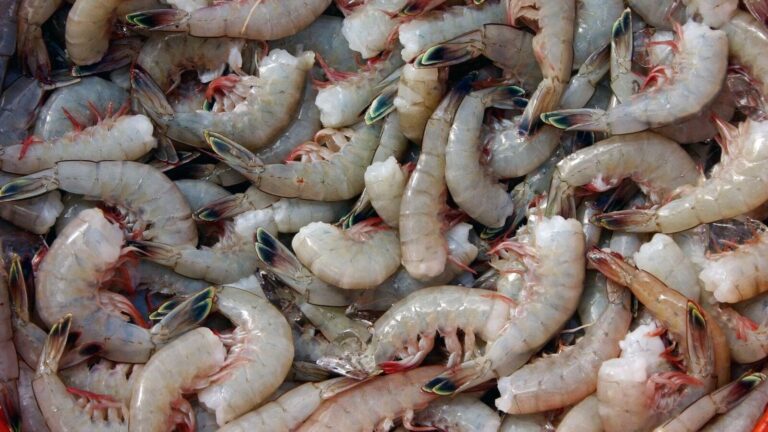 Stellar rally! This small-cap stock zooms 46% in just 6 sessions on market optimism. More upside on cards? | Stock Market News