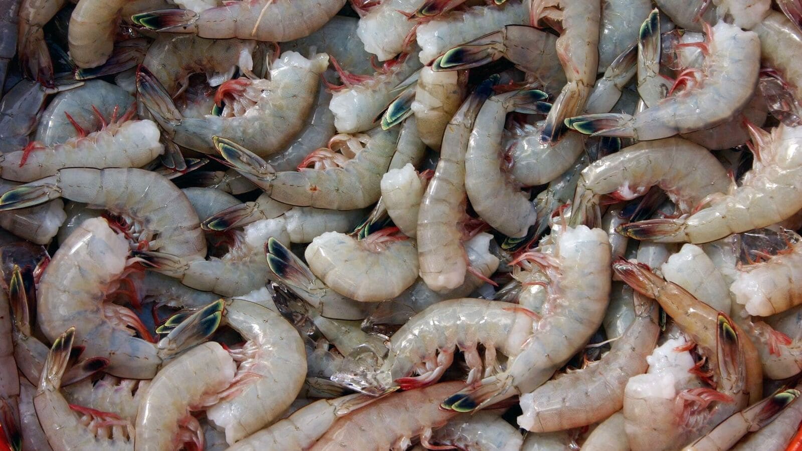 Stellar rally! This small-cap stock zooms 46% in just 6 sessions on market optimism. More upside on cards? | Stock Market News