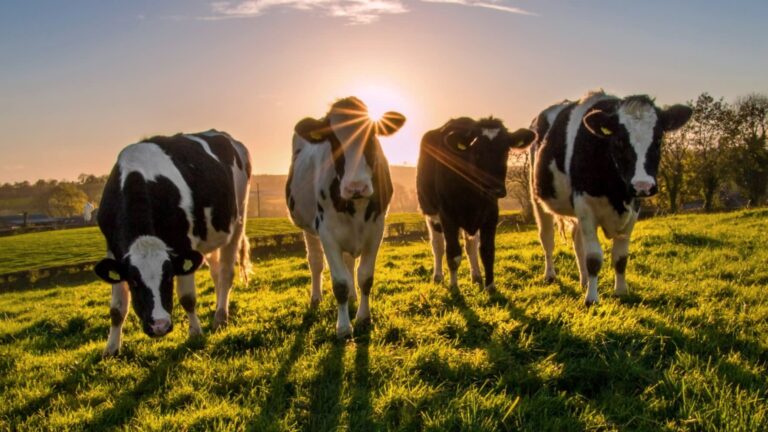 How milk got its mojo back