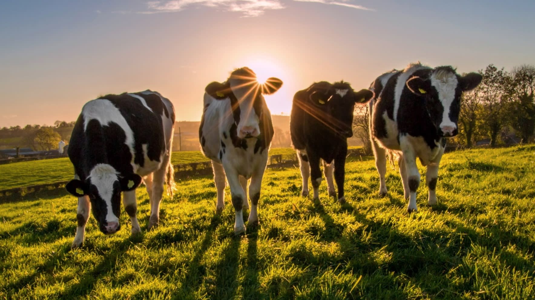 How milk got its mojo back