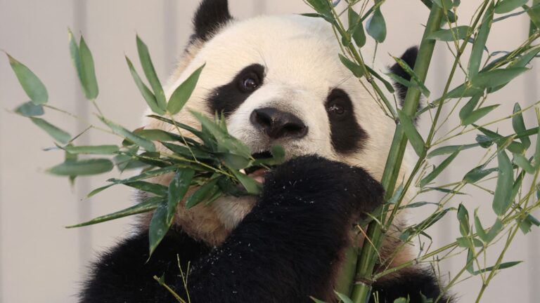 Welcome to the zoo. That'll be $47 today — ask again tomorrow.