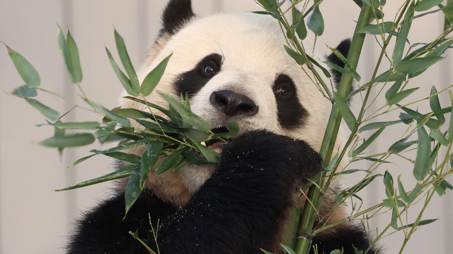 Welcome to the zoo. That'll be $47 today — ask again tomorrow.