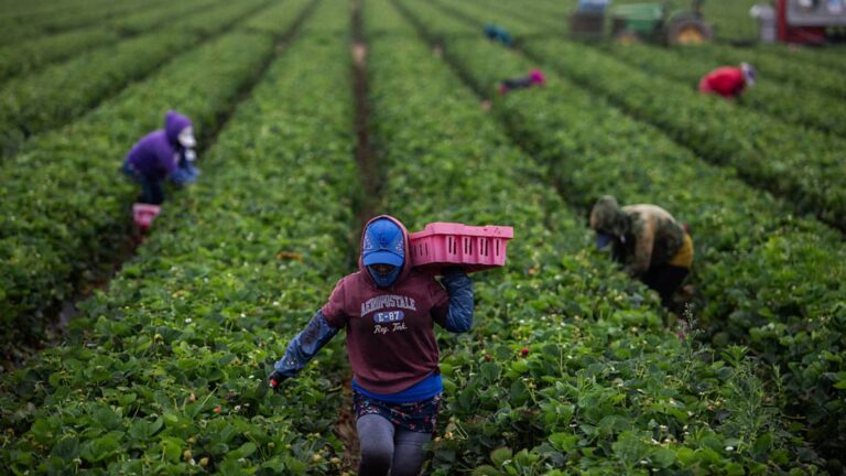 Trump yanks brief reprieve for immigrants he said are 'good, long time workers'