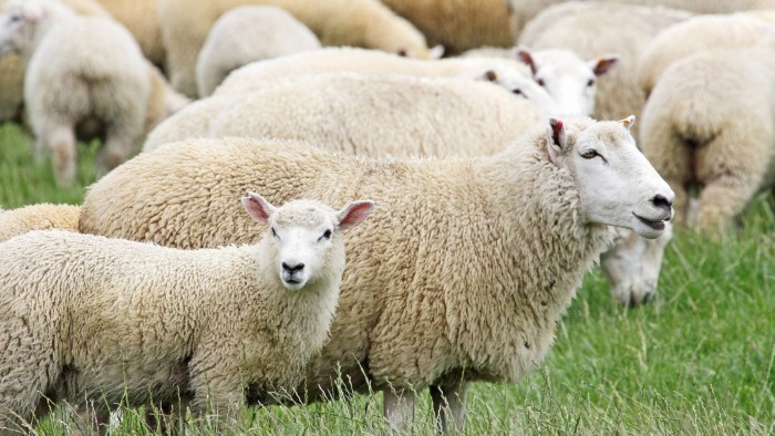 Scientists accuse New Zealand and Ireland of trying to cover up livestock emissions