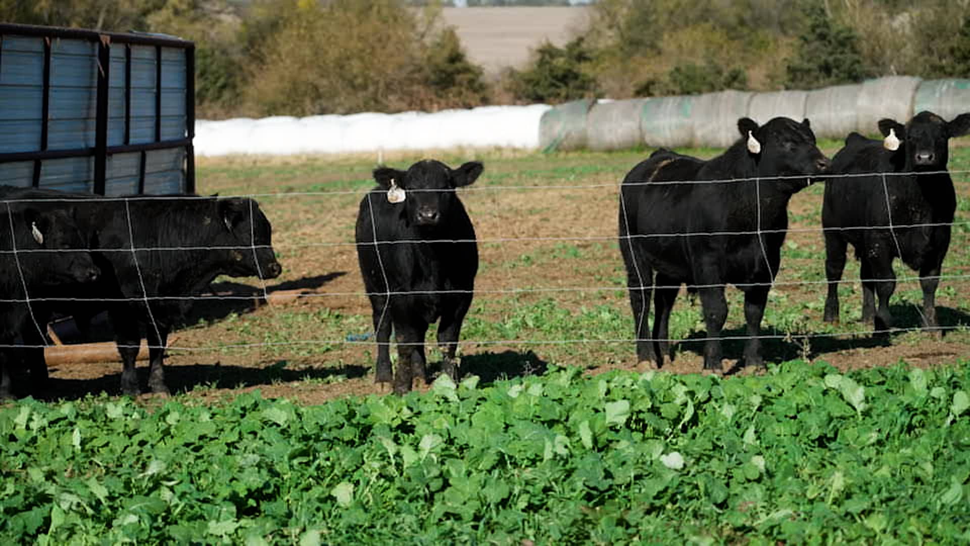 From farm to table, high beef prices squeeze margins. How our steakhouse stock is balancing costs