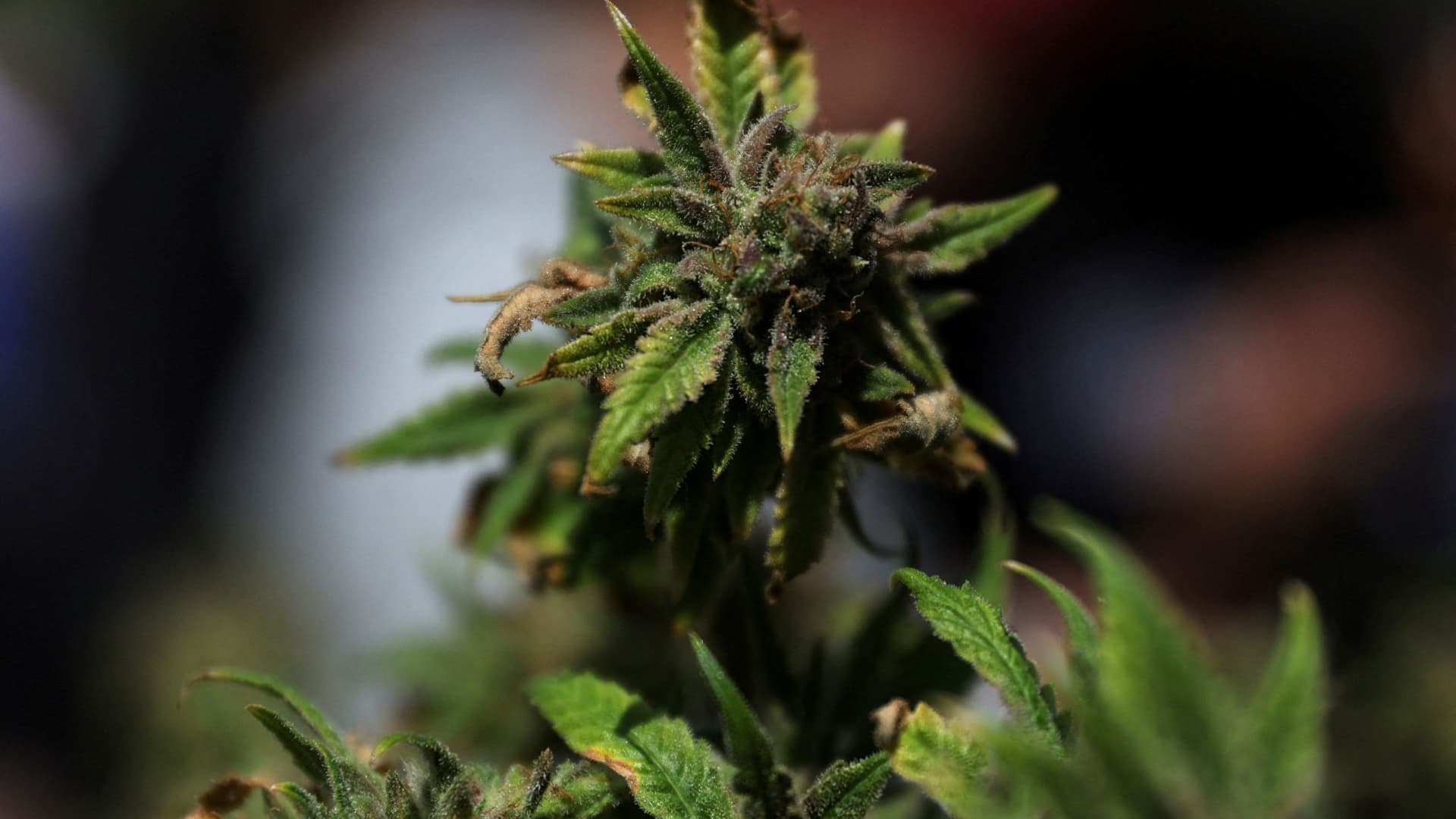 Stocks making the biggest moves premarket: iRobot, Las Vegas Sands, Tilray & more