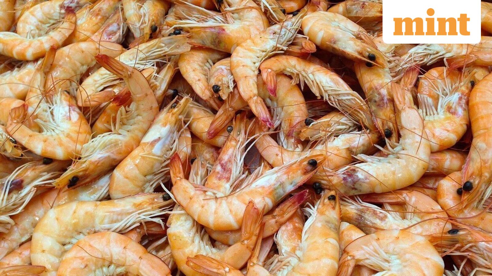 Avanti Feeds share price rises another 17%, February gains hit 70%. What’s fueling the uptrend?