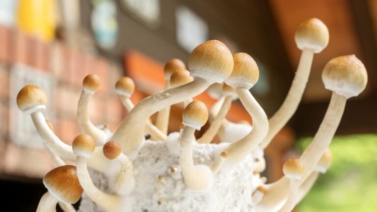 Psychedelic therapies are becoming mainstream. Deutsche Bank thinks this drug developer could triple