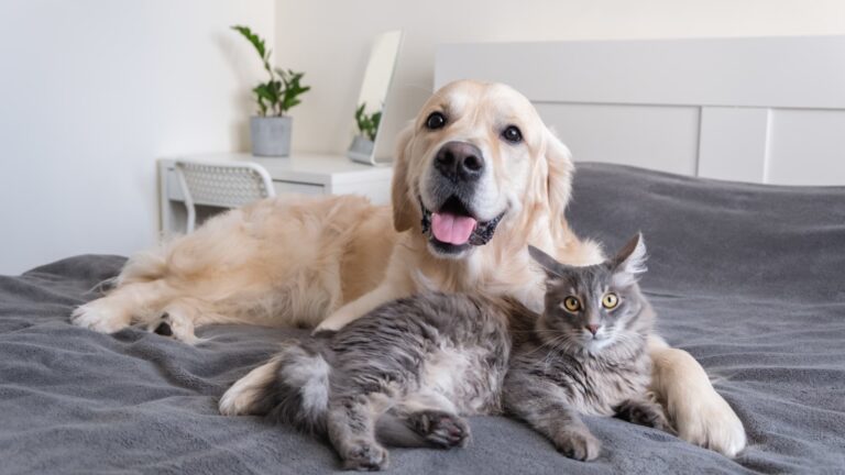 Back-up care benefits at work go beyond kids, aging parents as more employers pay for pets