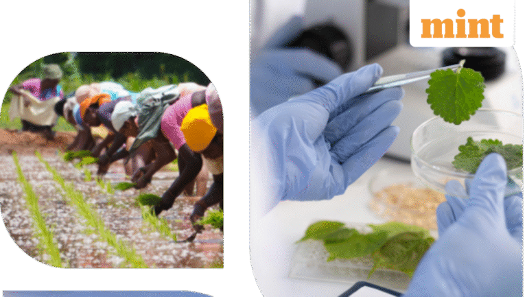 GSP Crop Science IPO Day 2: Issue booked 61% so far. Check GMP, review, key details. Apply or avoid? | Stock Market News