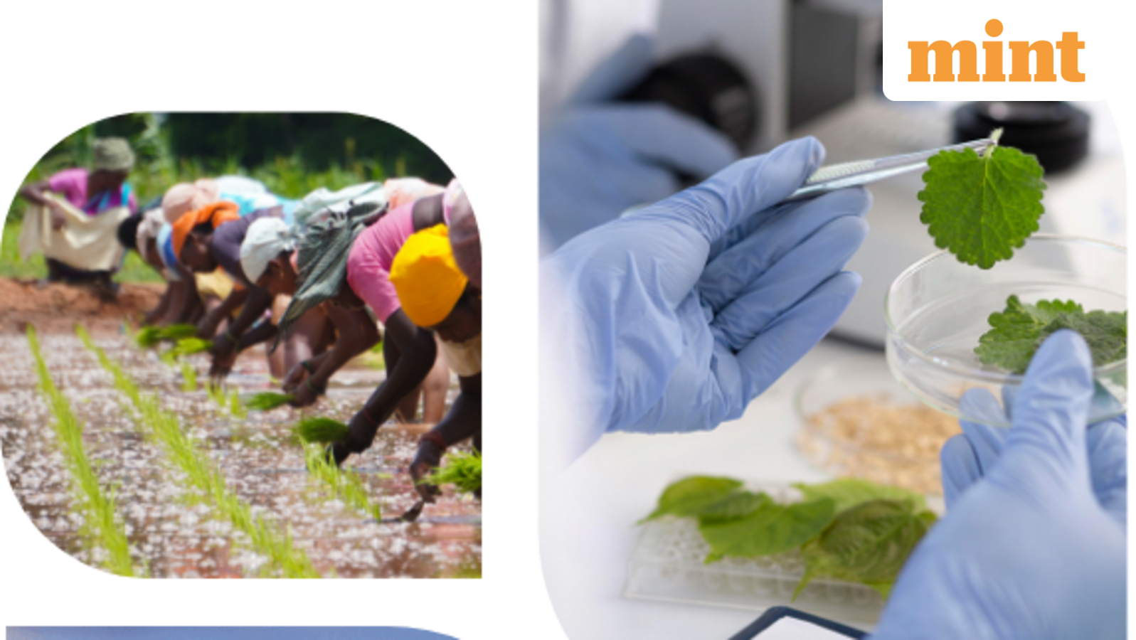 GSP Crop Science IPO Day 2: Issue booked 61% so far. Check GMP, review, key details. Apply or avoid? | Stock Market News