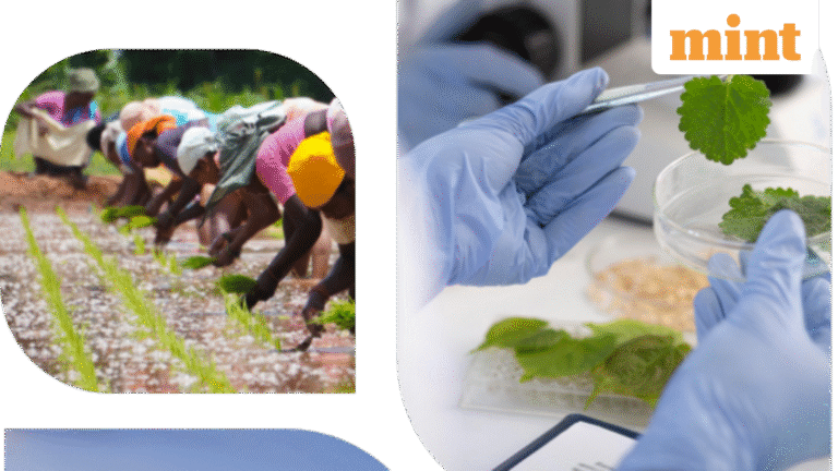 GSP Crop Science IPO: Focus shifts to allotment date. Latest GMP, step-by-step guide to check status | Stock Market News