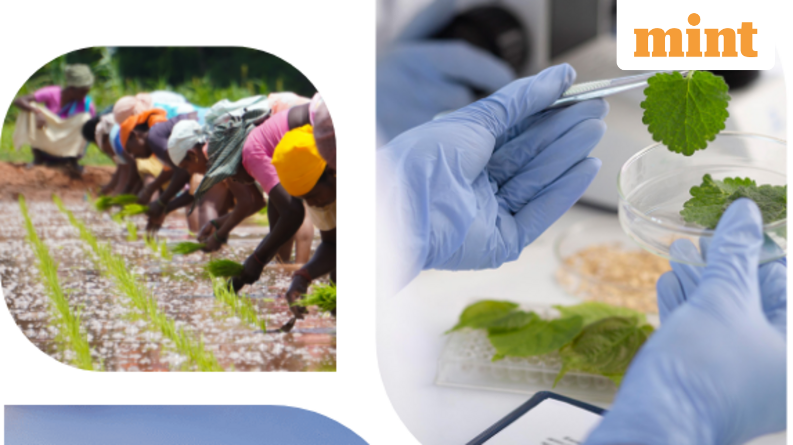 GSP Crop Science IPO: Focus shifts to allotment date. Latest GMP, step-by-step guide to check status | Stock Market News
