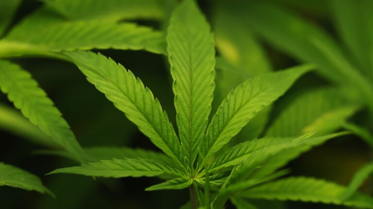 Trump administration reclassifies cannabis in major shift that could expand scientific research