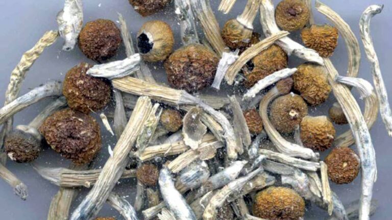 FDA fast-tracks psychedelic drug research following Trump executive order