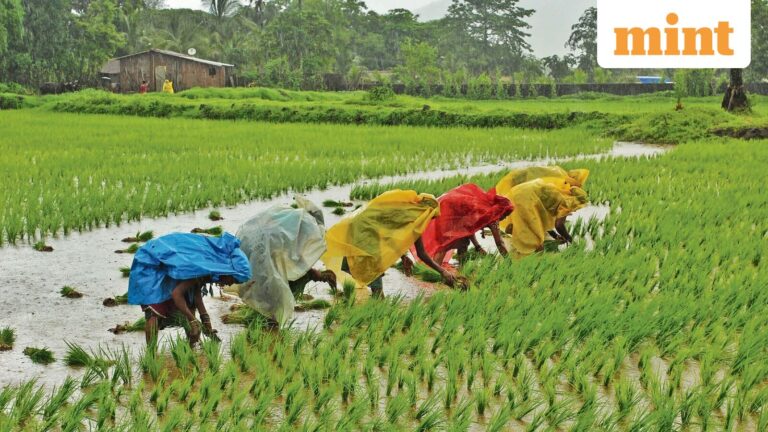 Cash, with caveats: Is Sebi about to nudge the door open for  agri-commodities?