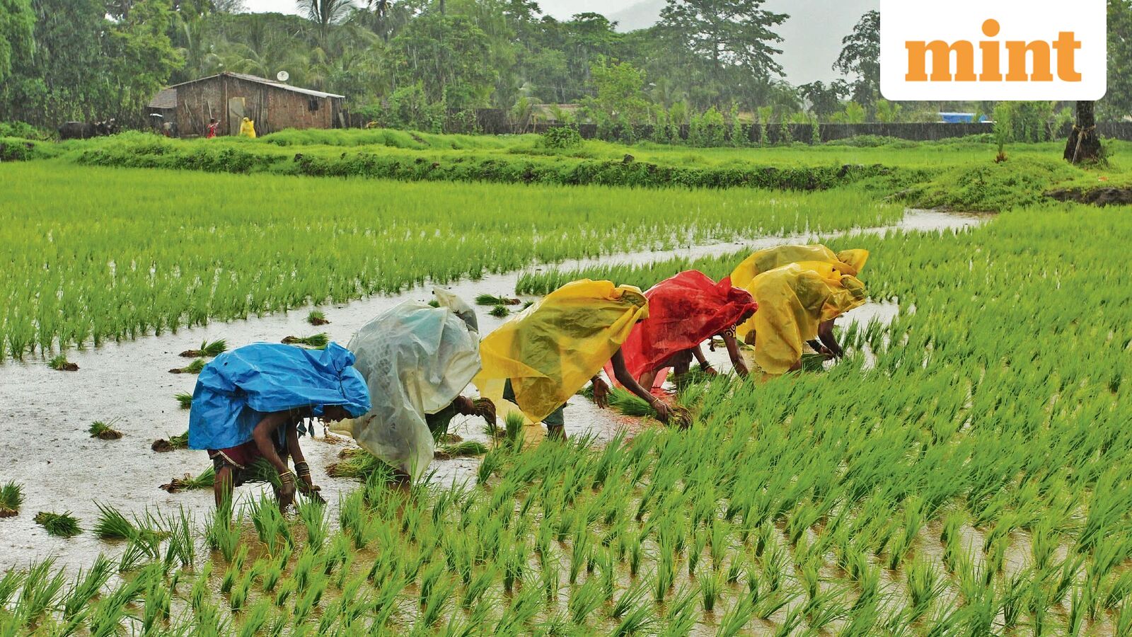Cash, with caveats: Is Sebi about to nudge the door open for  agri-commodities?