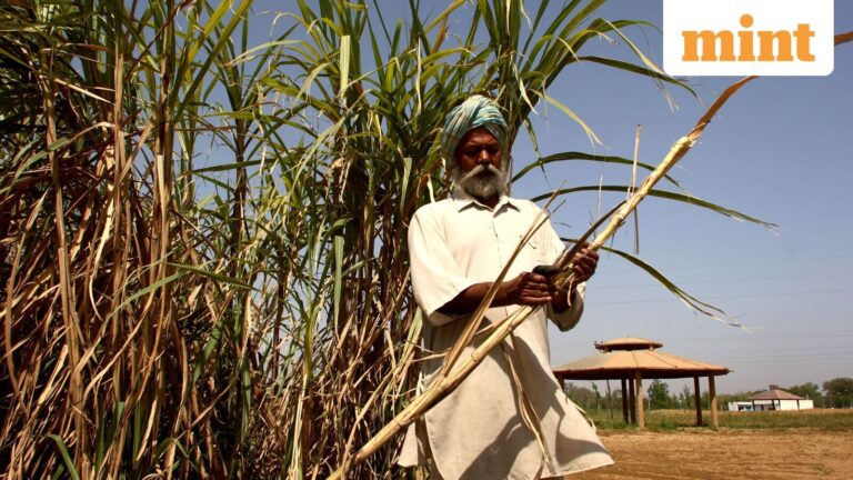 Dhampur Sugar, Balrampur Chini among other sugar stocks fall up to 5% after India bans sugar exports