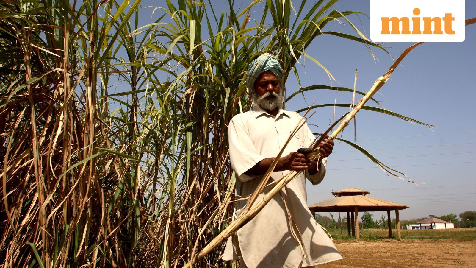 Dhampur Sugar, Balrampur Chini among other sugar stocks fall up to 5% after India bans sugar exports