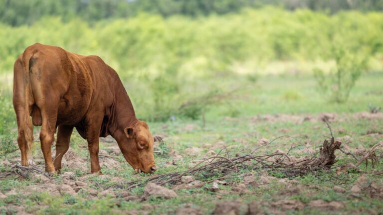 Samples from Texas calves tested for possible screwworm, rattling markets: Reuters