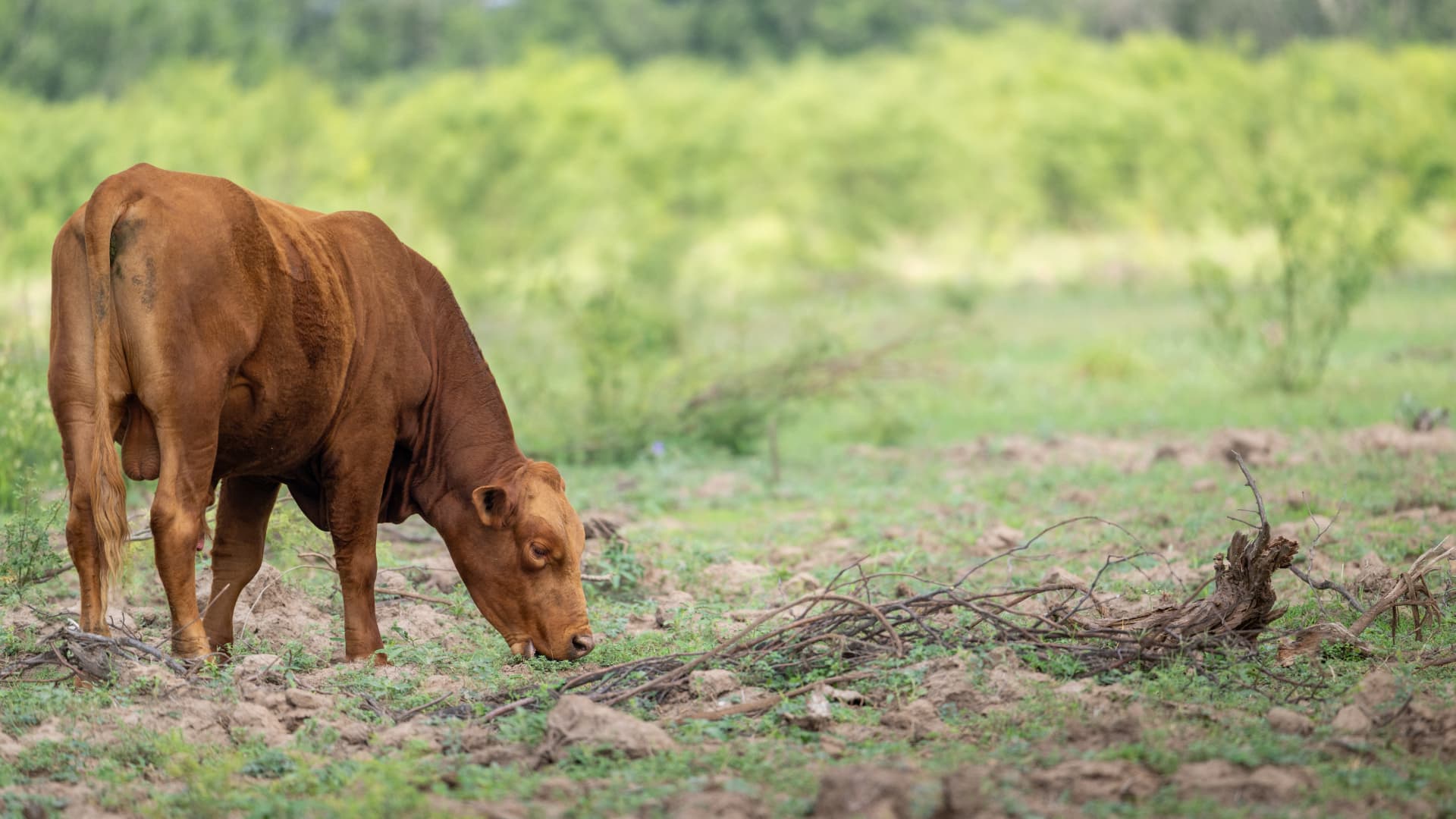 Samples from Texas calves tested for possible screwworm, rattling markets: Reuters