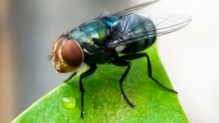 Flesh-eating screwworm is confirmed in the U.S., officials say
