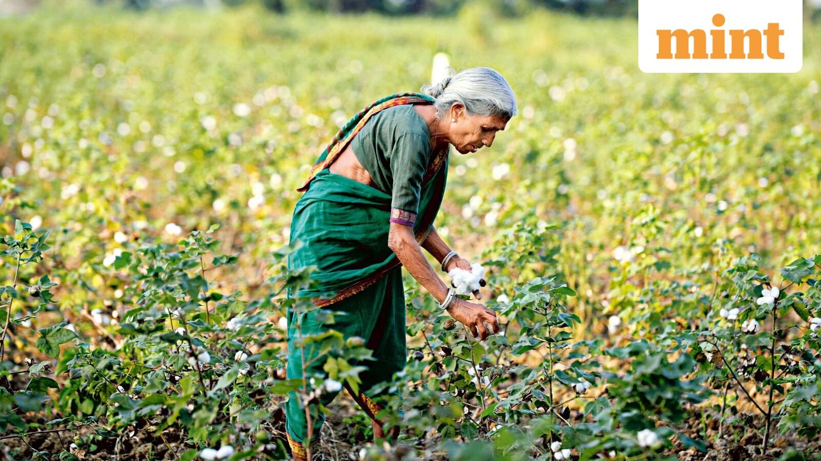 Chambal Fertilisers to Coromandel International: Fertiliser stocks rise up to 6% on subsidy reports
