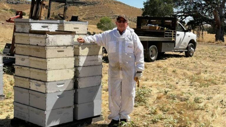 How this 70-year-old honey bee farmer is keeping his family farm alive: 'We completely rely on Mother Nature'