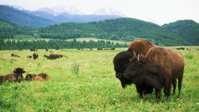 A tax break for preserving land has drawn IRS scrutiny. Here’s when it still makes sense