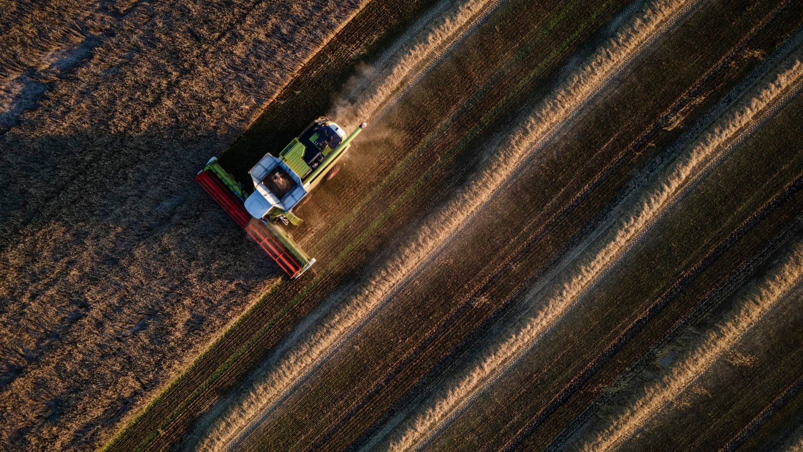 'Perfect storm' brews for global food supply this winter as grain prices soar