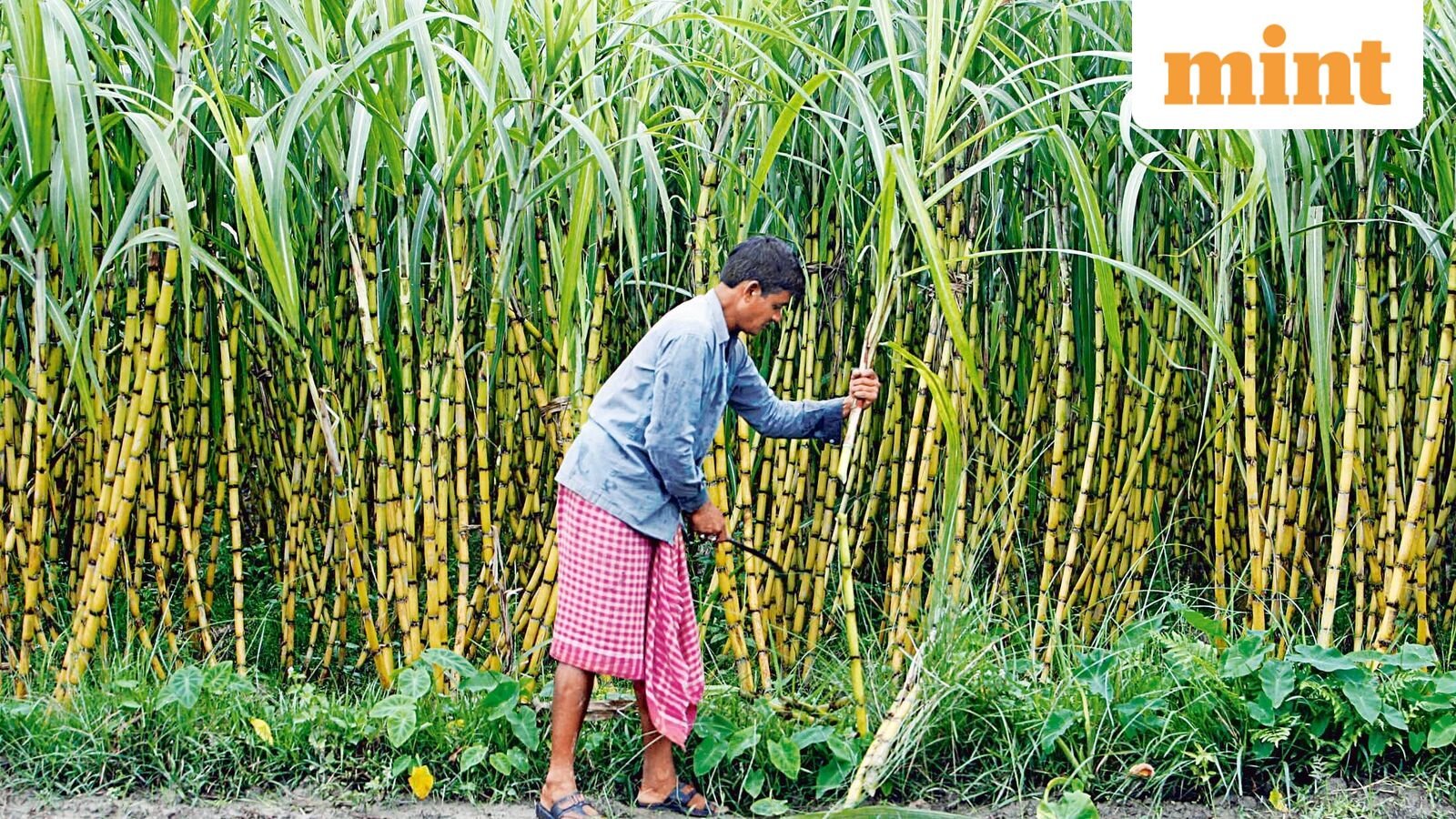 Dhampur Sugar, Balrampur Chini to Dwarikesh Sugar: Sugar stocks rise up to 6%. Do you own any?