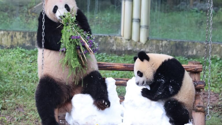 Atlanta is getting pandas: China's Xi revives a longtime diplomatic strategy at summit with U.S.