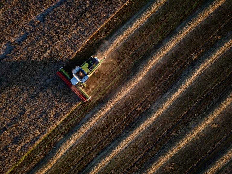 In an aerial view, farmers use combine harvesters to harvest a wheat field near the city of Bila Tserkva on August 4, 2023 in Kyiv Oblast, Ukraine.