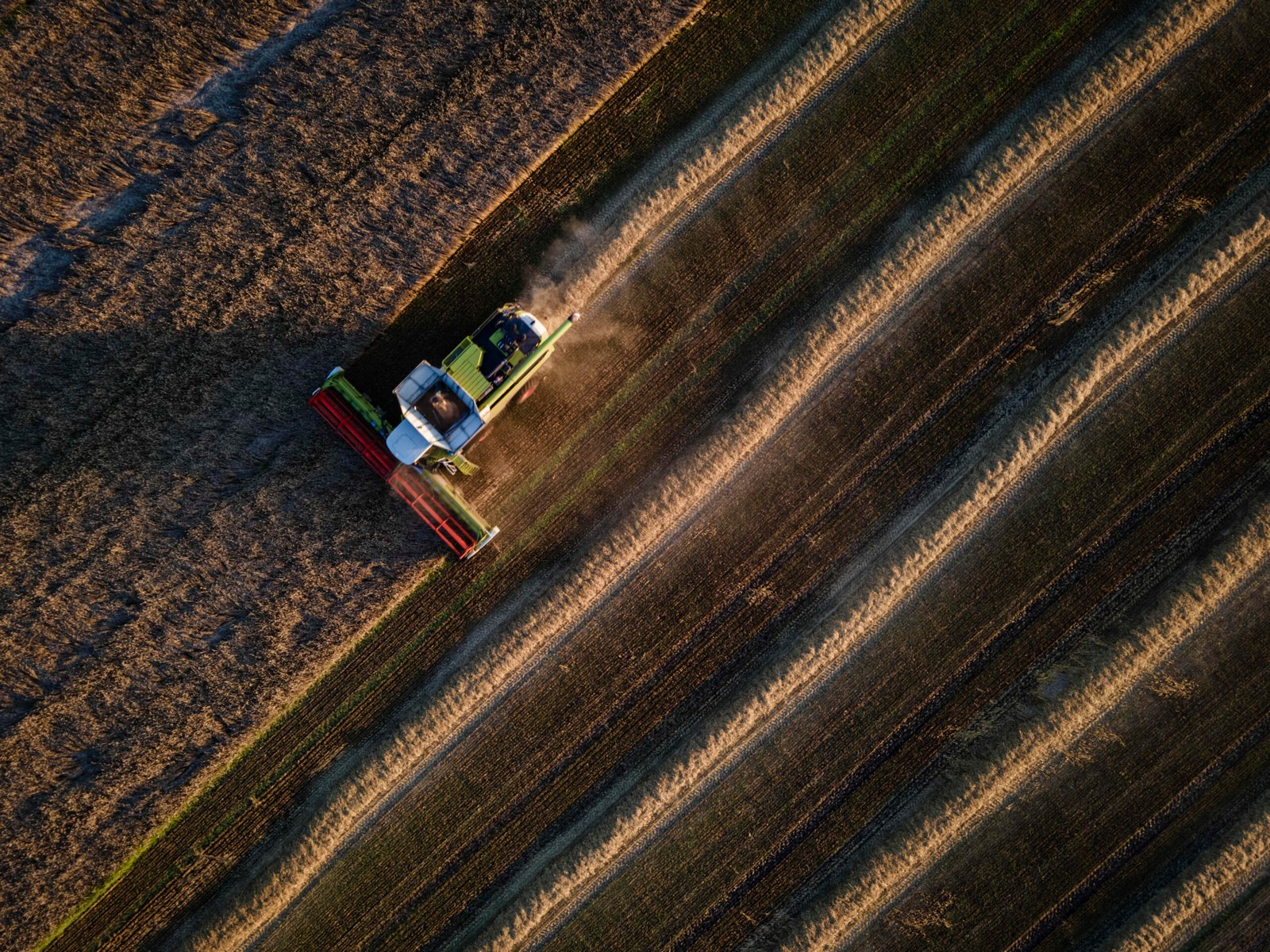 In an aerial view, farmers use combine harvesters to harvest a wheat field near the city of Bila Tserkva on August 4, 2023 in Kyiv Oblast, Ukraine.