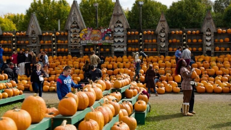 'Everyone laughed' when he started a pumpkin farm—now it brings in $2 million a year